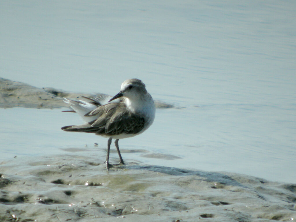 Semipalmated Sandpiper