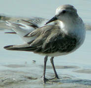 Semipalmated Sandpiper