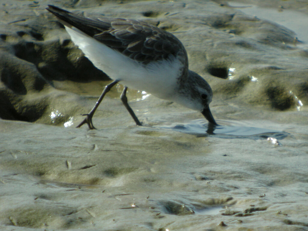 Bécasseau semipalmé