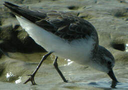 Semipalmated Sandpiper