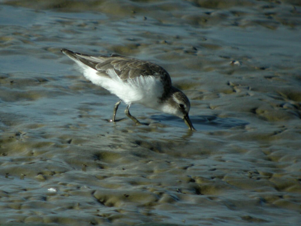 Semipalmated Sandpiper