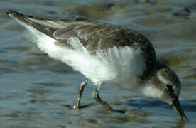 Semipalmated Sandpiper