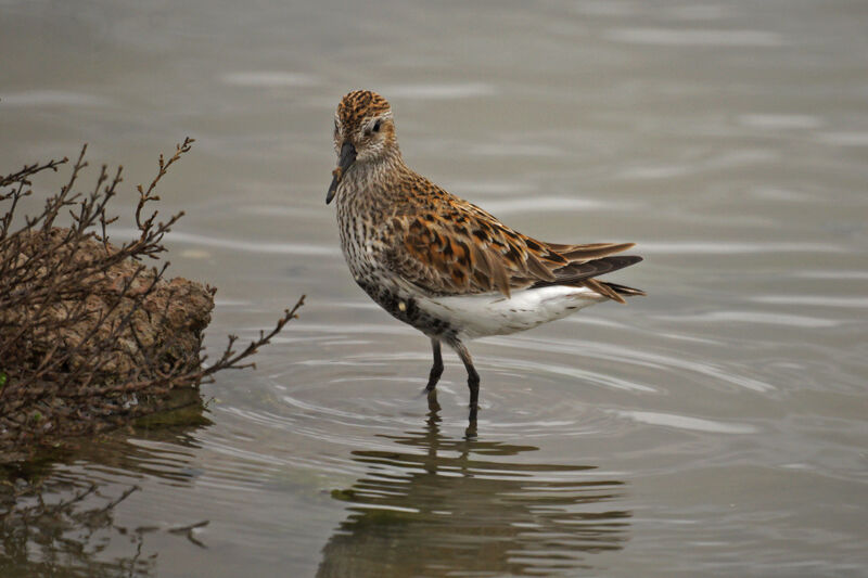 Bécasseau variable