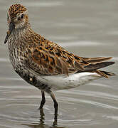 Dunlin