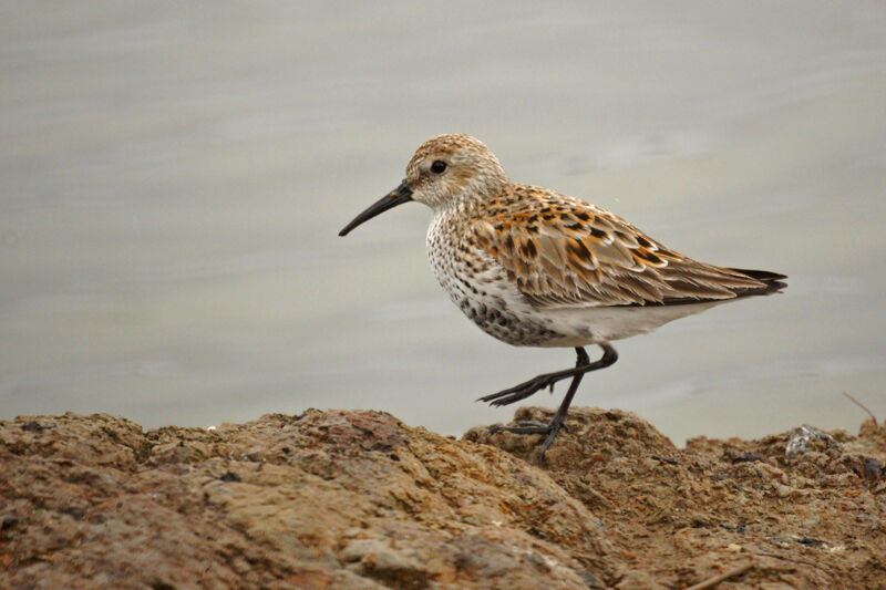 Dunlin