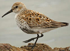 Dunlin