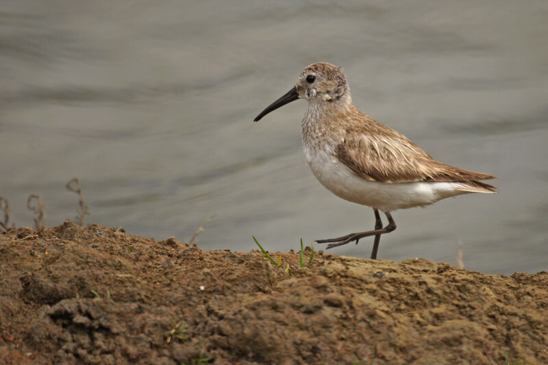 Bécasseau variable