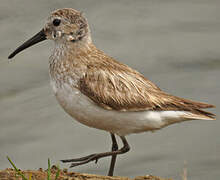 Dunlin