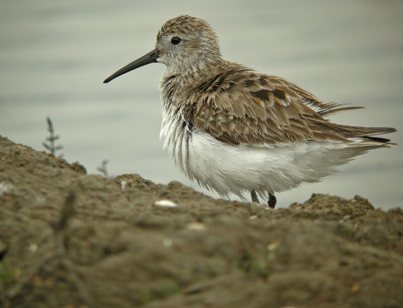 Bécasseau variable