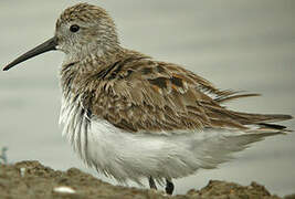 Dunlin