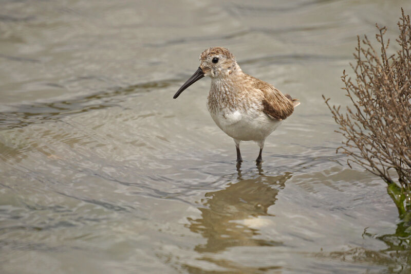 Dunlin