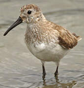 Dunlin