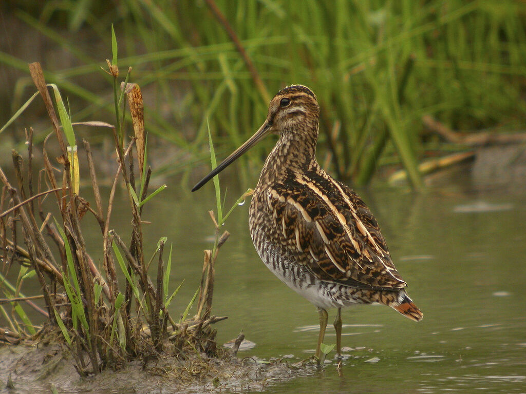 Common Snipe