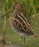 Common Snipe