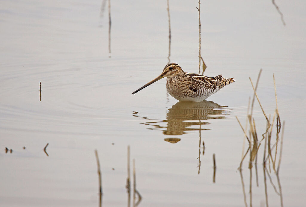 Common Snipe