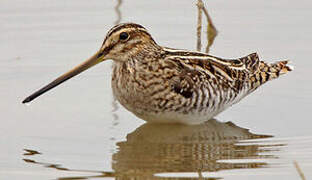 Common Snipe