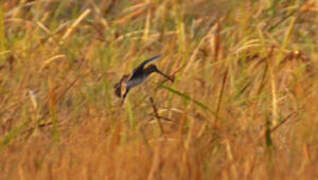 Madagascar Snipe