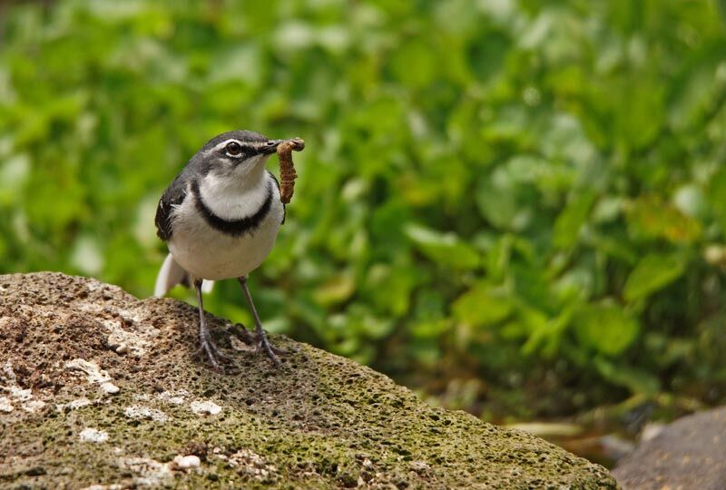 Mountain Wagtail