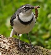 Mountain Wagtail