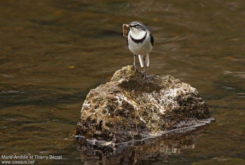 Mountain Wagtail, close-up portrait, feeding habits