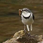 Mountain Wagtail