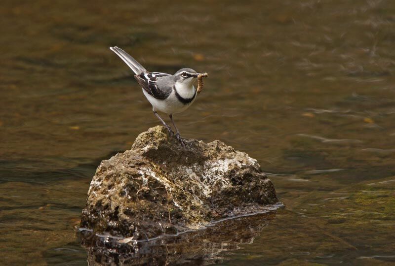 Mountain Wagtail