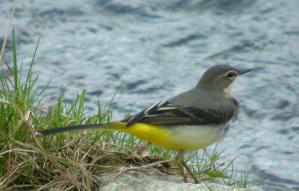 Bergeronnette des ruisseaux