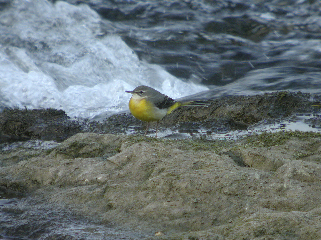 Grey Wagtail