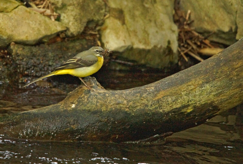 Bergeronnette des ruisseaux