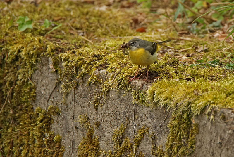 Grey Wagtail