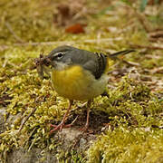 Grey Wagtail