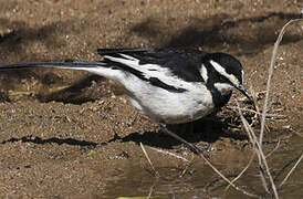 Cape Wagtail