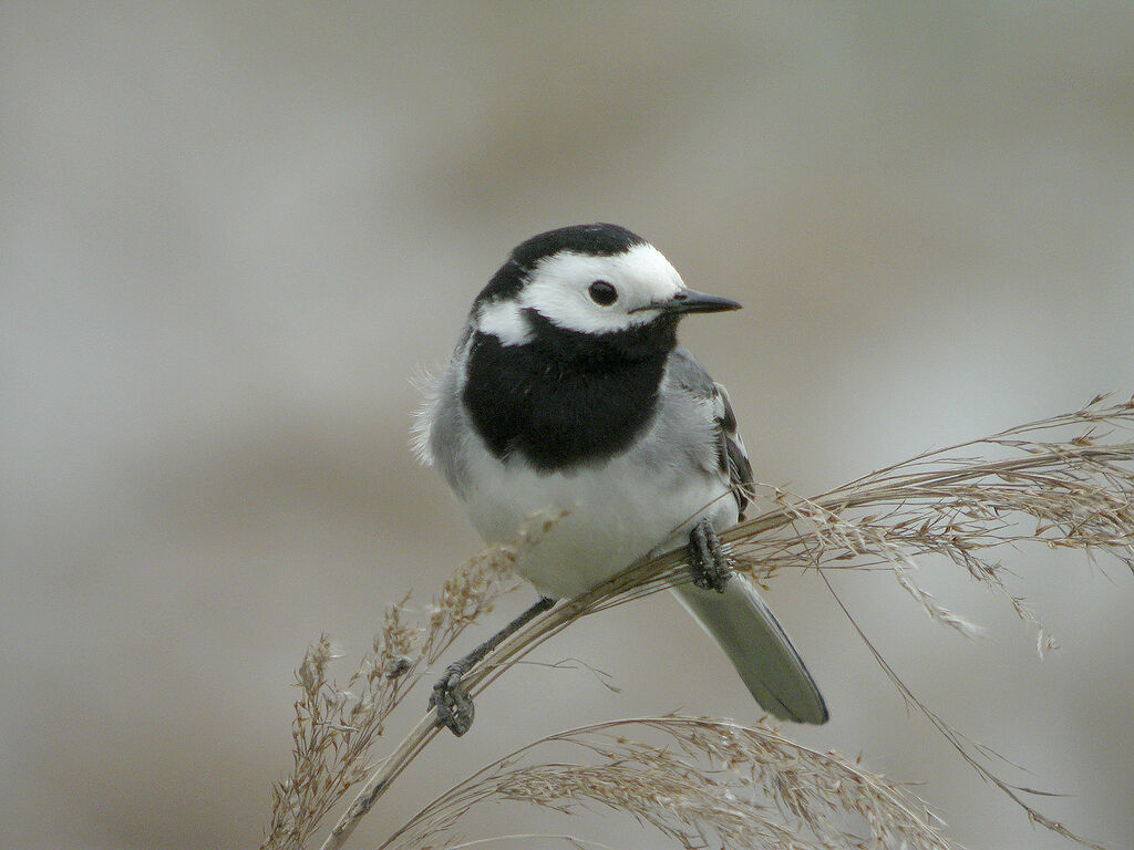 White Wagtail