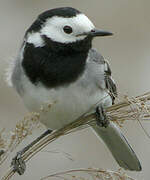 White Wagtail