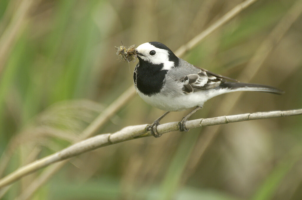 White Wagtail