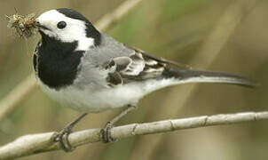 White Wagtail