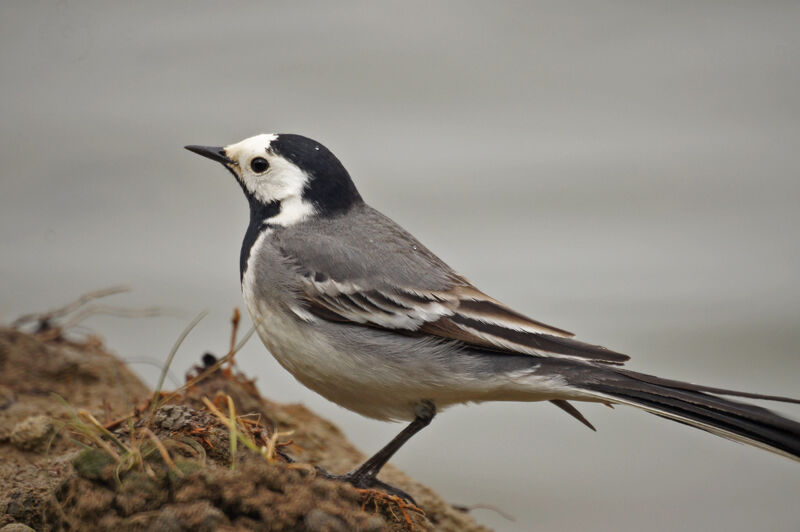 White Wagtail