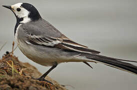 White Wagtail