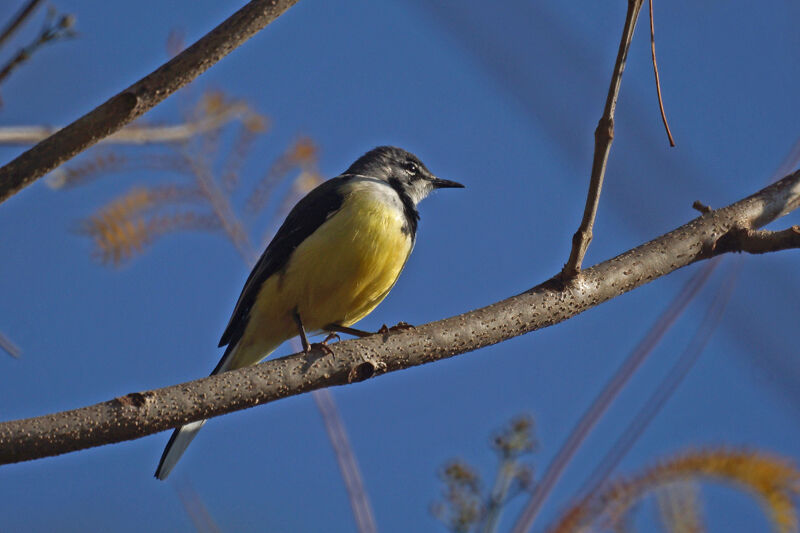 Madagascan Wagtail