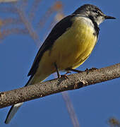 Madagascar Wagtail