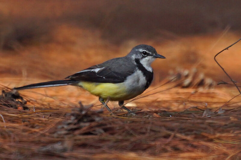 Madagascar Wagtail