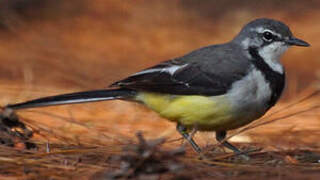 Madagascar Wagtail