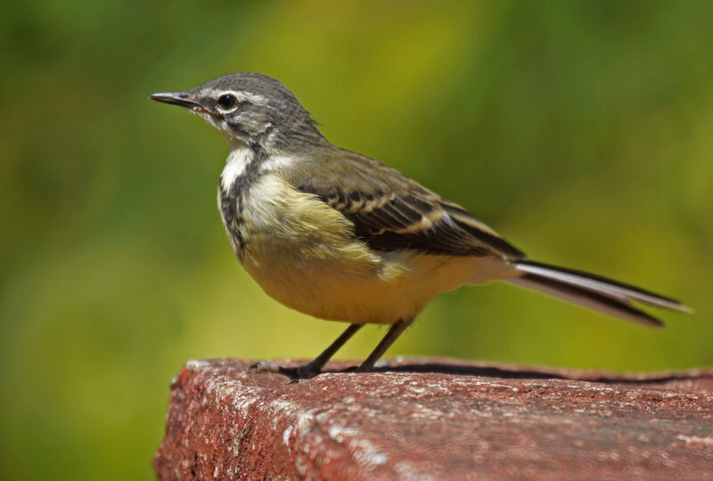 Madagascan Wagtail