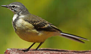 Madagascan Wagtail