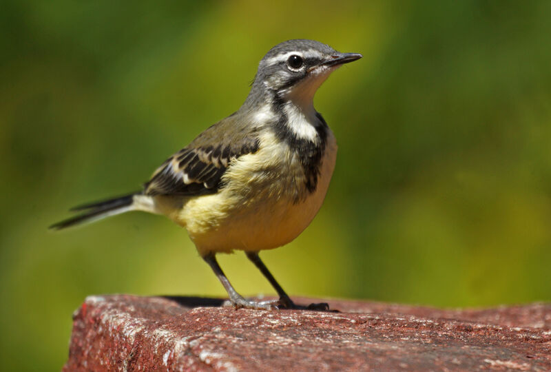 Madagascan Wagtail