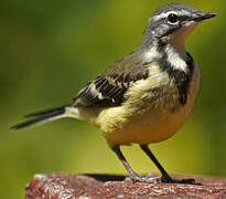 Madagascan Wagtail