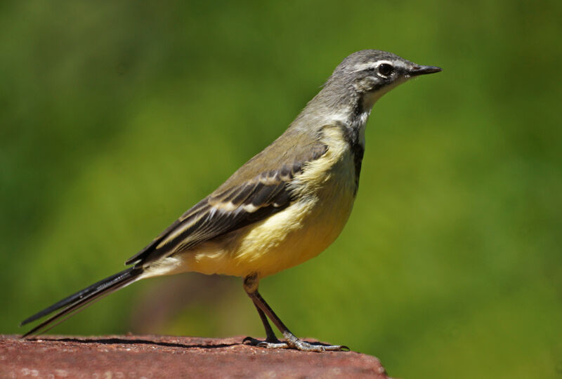 Madagascar Wagtail