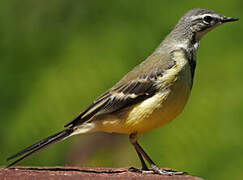 Madagascar Wagtail