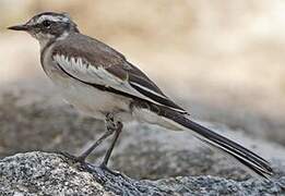 African Pied Wagtail