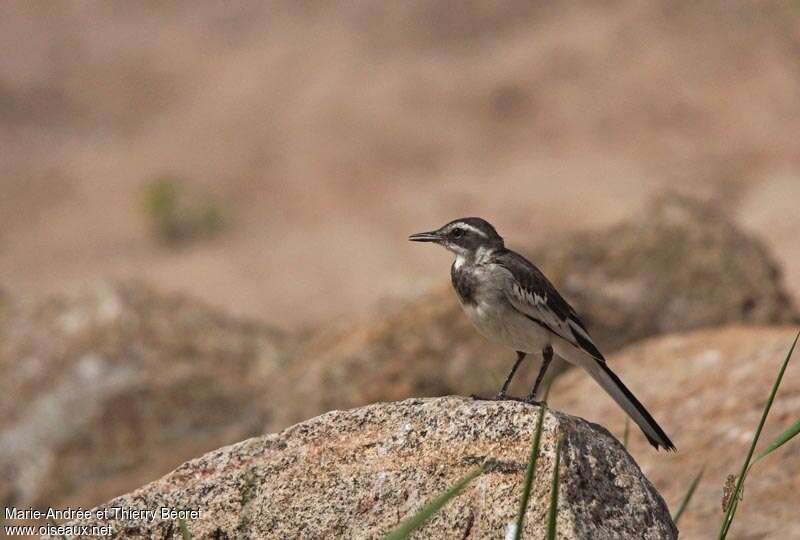 African Pied Wagtailimmature, identification